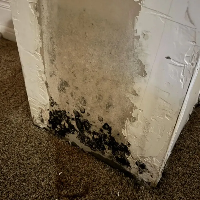 Professional Mold Removal in Ripon, CA